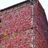 石蔵覆うツタ真っ赤に紅葉　日光「湯澤屋」