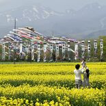 こいのぼり500匹、菜の花と共演　残雪の那須連山を背に　那須ハートフル…