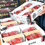 「味は抜群、たくさん食べて」　とちあいか東京へ旅立ち　JAかみつが初出荷