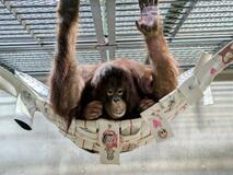 オランウータン絶滅防げ