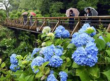 第26回くろばね紫陽花まつり 大田原