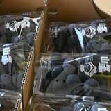 色や房の形など審査　岩舟町ぶどう生産出荷組合が品評会　37人が43点出品