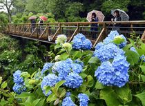 第26回くろばね紫陽花まつり 大田原