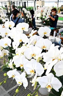 宇都宮でコチョウラン出荷最終盤