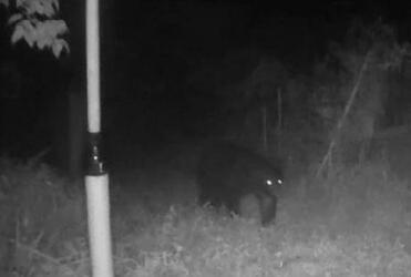 警視庁クマ対応チーム立ち上げへ