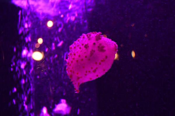 水中を舞うハナデンシャ