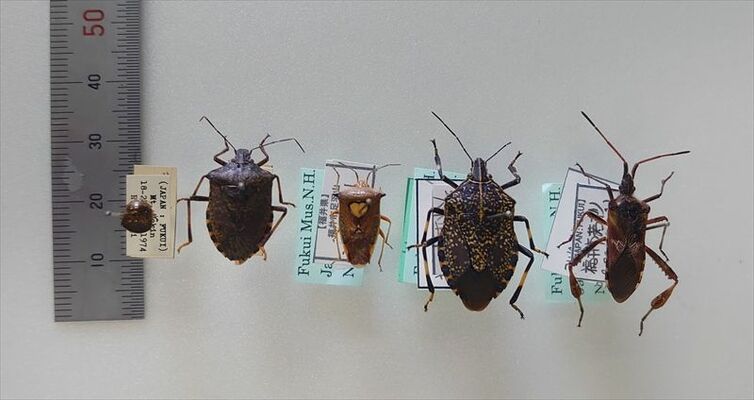 福井県内に生息するカメムシの標本。マルカメムシ（左）とクサギカメムシ（左から２番目）が家屋へ侵入することが多いそう＝福井市自然史博物館