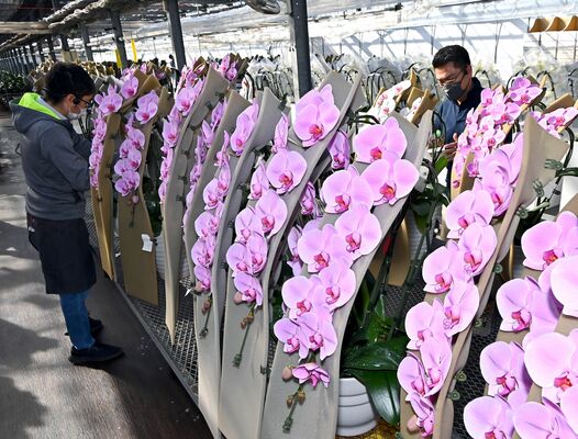 出荷作業が最終盤を迎えたコチョウラン＝26日、宇都宮市上横田町