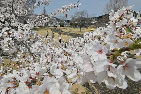 清水川せせらぎ公園の桜＝８日午後