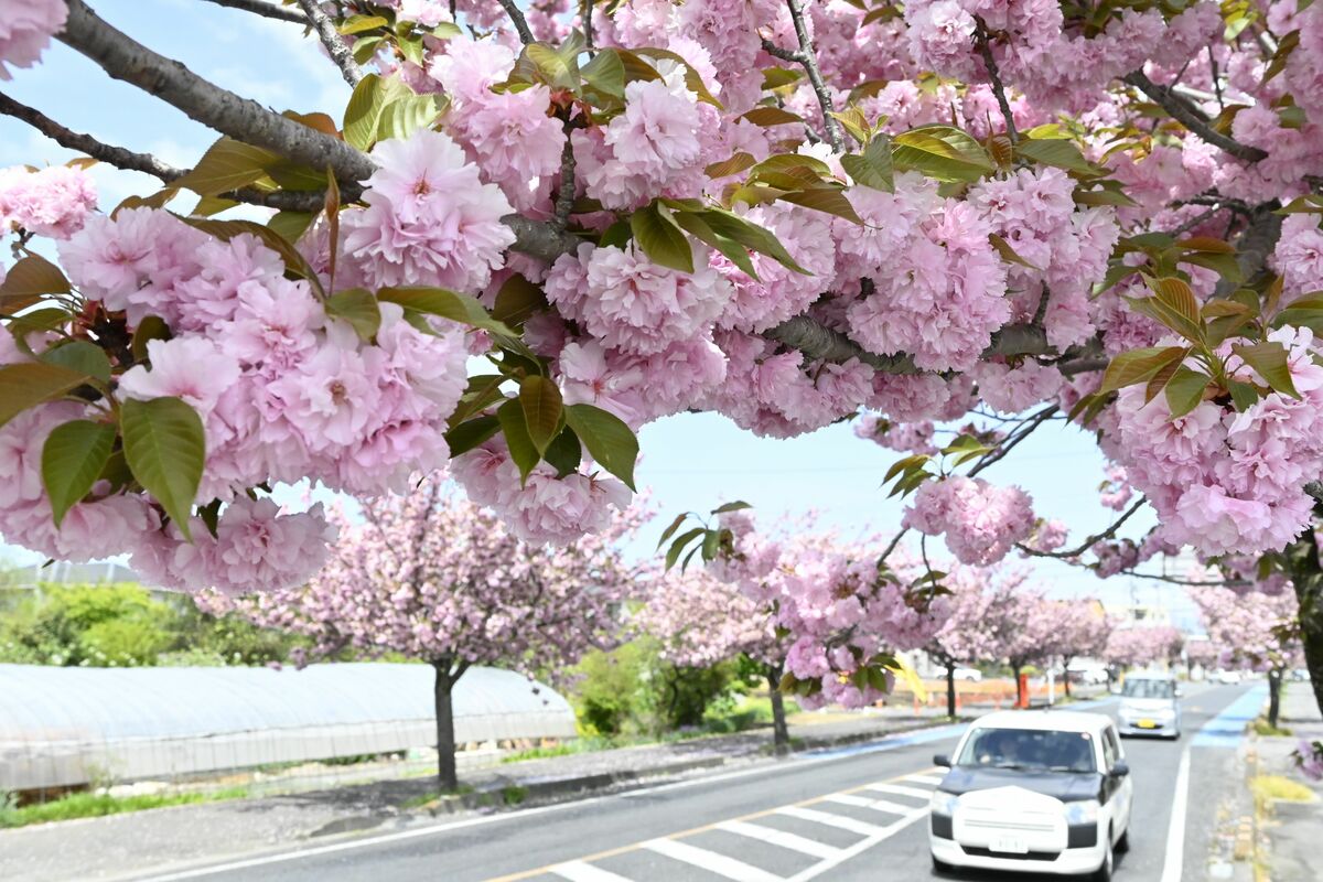 さくらで遅咲きのヤエザクラ見頃 県道48号や荒川桜づつみ、今週末ごろ