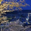 栃木県内桜便り2026　城山公園（茂木）　復興を遂げた町の夜景、桜とともに一望