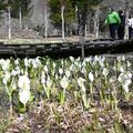 春の「主役」ミズバショウ見頃　日光・上三依水生植物園　白い花、山あい彩る