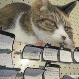 “今までありがとにゃ”　とちぎ花センターの「しままる」息引き取る　19…