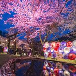 鬼怒川温泉の夜桜ライトアップ、クラウドファンディングで資金調達　イベン…
