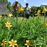 １万株のニッコウキスゲ、初夏を彩る黄色　うつのみや遺跡で見頃