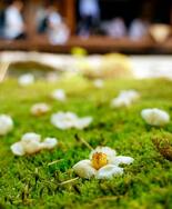 「沙羅双樹の花」はかなく見頃
