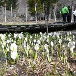 春の「主役」ミズバショウ見頃 日光・上三依水生植物園 白い花、山あい彩る
