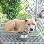 闘犬逸走、特定地域でなぜ多い? うるま市や沖縄市、登録件数が那覇市の倍…