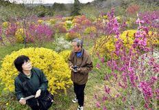 那珂川でレンギョウやハナズオウなど見頃