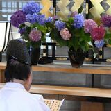 那珂川の鷲子山上神社でアジサイ献花式　遊歩道沿いで見頃　季節限定御朱印も
