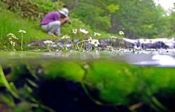 小さな水生植物、バイカモの花咲く　奥日光