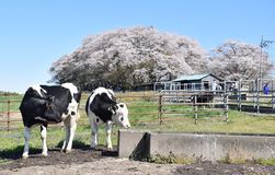放牧始まる　大田原