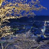 栃木県内桜便り2026　城山公園（茂木）　復興を遂げた町の夜景、桜とともに一望