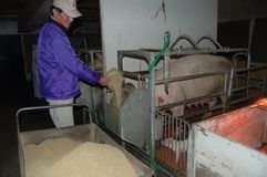 コスト高　県内ルポ　えさ代高騰、経営を圧迫