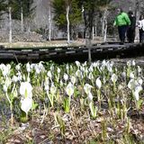 春の「主役」ミズバショウ見頃　日光・上三依水生植物園　白い花、山あい彩る