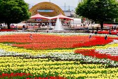 チューリップ青空下に３５０万本