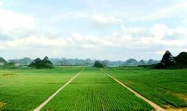 「甘さを倍増」－広西チワン族自治区の砂糖産業に新たな1章
