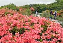 八幡のツツジ群落　那須