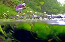 小さな水生植物、バイカモの花咲く　奥日光
