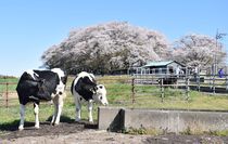 放牧始まる　大田原