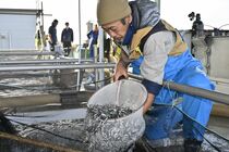 下野で稚アユ出荷が最盛期