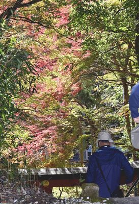 色付き始め見頃となった朝焼けもみじ