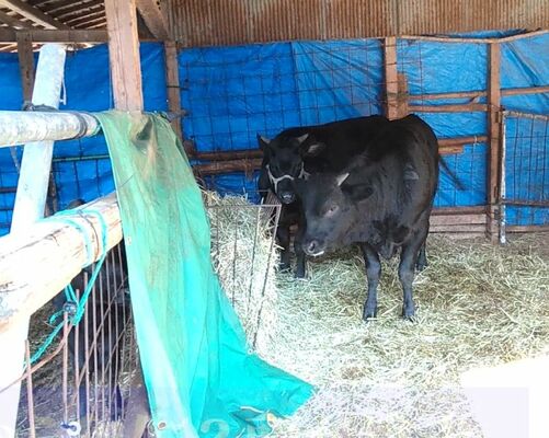 捕獲され牛舎に戻された和牛２頭