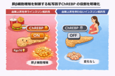 高血糖時に膵β細胞を増やす分子スイッチを発見