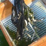 身がふっくらな高級魚　ホンモロコ水揚げ　那珂川の養殖池