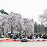 宇都宮・城山西小で孝子桜まつり 児童が「さくら舞曲」披露 5日まで
