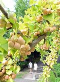 ギンナン色づき秋の装い　宇都宮