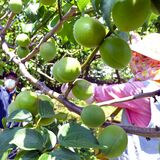 宇都宮で梅の収穫