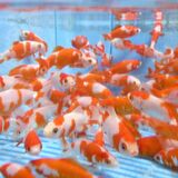 佐野、金魚の出荷が最盛期迎える　「夏の風物詩、楽しんで」　