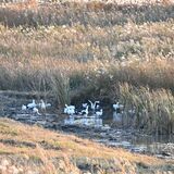 渡良瀬遊水地の環境改善、Google関連会社の資金提供が継続　３年延長、支援金は倍増に