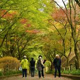 緑と赤のグラデーション　美しいロケーションに抱くエモーション　佐野・金蔵院の紅葉
