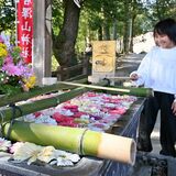 ひな祭りをイメージ、白とピンクで彩り　佐野・唐澤山神社の花手水
