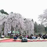 宇都宮・城山西小で孝子桜まつり　児童が「さくら舞曲」披露　５日まで