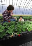 ＜55＞イチゴ生産日本一・ＪＡはが野　研究、努力で早まる出荷