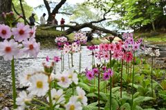 奥日光に花の季節到来