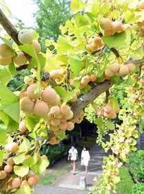 ギンナン色づき秋の装い　宇都宮